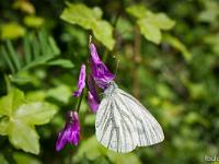 Insectes et Papillons  Papillon butinant