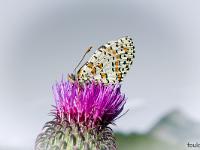Insectes et Papillons  Sur un chardon ! ...