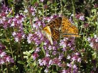 Insectes - Papillons - ZigénesInsectes et Papillons  En couple ! ...