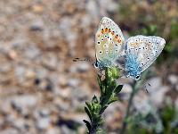 Insectes et Papillons  En duo ! ...