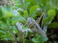 Insectes et Papillons  Sauterelle