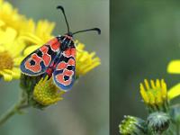 Insectes et Papillons  Ziguènes