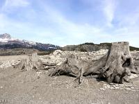 Lac de Serre-Ponçon  Souches dans le lit du lac