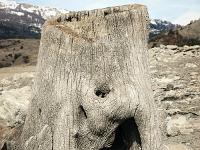 Lac de Serre-Ponçon  Souche dans le lit du lac (fantomatique)