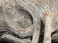 Lac de Serre-Ponçon  Souche dans le lit du lac (Eléphantesque)