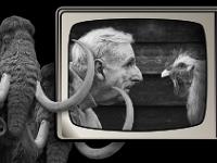 Les mammouths sont perplexes ! Je répète ! Les mammouths sont perplexes ! ...