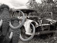 Les mammouths sont perplexes ! Je répète ! Les mammouths sont perplexes ! ...