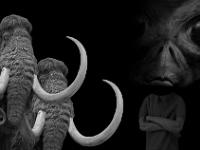 Les mammouths sont perplexes ! Je répète ! Les mammouths sont perplexes ! ...