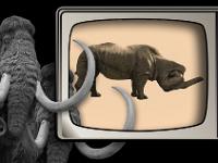 Les mammouths sont perplexes ! Je répète ! Les mammouths sont perplexes ! ...