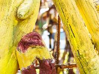 Marimot Jean-Pierre - Bois Flottés