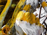 Marimot Jean-Pierre - Bois Flottés