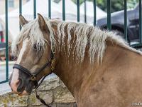 Sisteron - Le Passage du Fort (Fête médiévale)