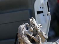 Sacrée Méouge - Edition 17  Kim de l'Ubac à Barret nous présente ses fossiles ...