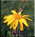 Arnica Montana