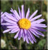 Aster des Alpes