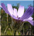 Catananche bleue