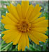 Coreopsis