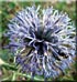 Echinops ritro
