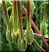 Erodium bec de Cigogne