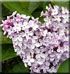 Lilas