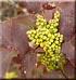 Mahonia