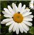 Marguerite