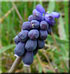 Muscari botryoides