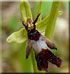 Ophrys mouche
