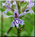 Orchis de Fuchs