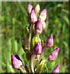 Orchis odorant