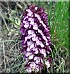 Orchis pourpre