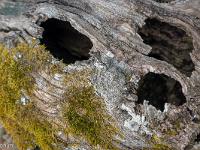 Un Monde Végétal  Même pas peur ! ...