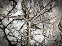 Un Monde Végétal  Qui s'y frotte, s'y pique ! ...