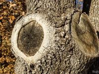 Un Monde Végétal  Je vous voit ! ...