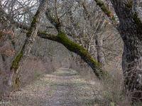Un Monde Végétal  Le chemin 2/2