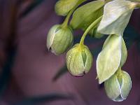 Un Monde Végétal  Hellébore fétide 2/2
