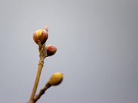 Un Monde Végétal  Renaissance 3/3 ...