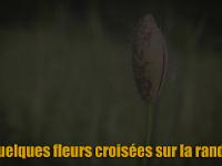 Rando à Mongervis - Fleurs