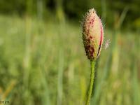 Rando à Mongervis - Fleurs  Coquelicot en bouton et sa petite sauterelle ! ...