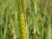 Rando à Mongervis - Fleurs  Epi ...