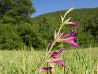Rando à Mongervis - Fleurs  Glaïeul des moissons