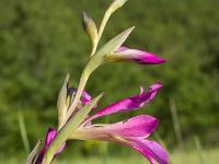 Rando à Mongervis - Fleurs  Glaïeul des moissons