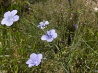 Rando à Mongervis - Fleurs  Lin des Alpes