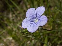 Rando à Mongervis - Fleurs  Lin des Alpes