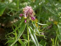 Rando à Mongervis - Fleurs  Mélampyre