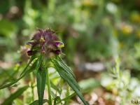 Rando à Mongervis - Fleurs  Mélampyre