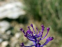 Rando à Mongervis - Fleurs  Muscari en toupet