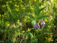 Rando à Mongervis - Fleurs  Non identifiée