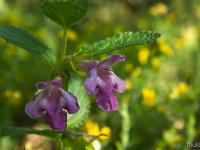 Rando à Mongervis - Fleurs  Non identifiée