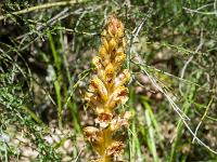 Rando à Mongervis - Fleurs  Orobanche